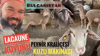 LACAUN KOYUNU ÖZELLİKLERİ  Bakım Besleme [upl. by Faruq]