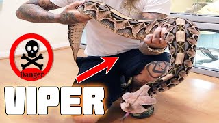 MASSIVE GABOON VIPER  Tyler Nolan [upl. by Nay]