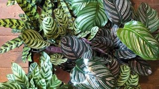 CalatheaPrayer plant with names [upl. by Amre]