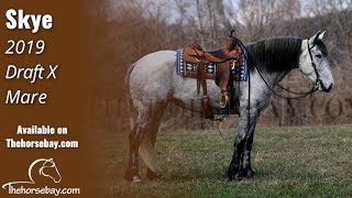 Flashy Dapple Grey Draft X Mare For Sale  TrailWesternEnglish [upl. by Hyatt]