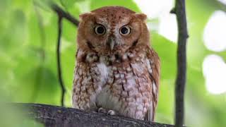 Facts About Eastern Screech Owl [upl. by Elyr563]