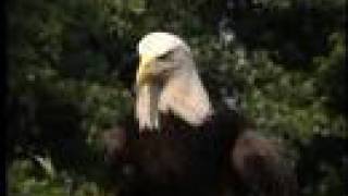 American Bald Eagles [upl. by Debbie]