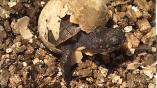 Toronto Zoo Blandings Turtle Hatching [upl. by Gottwald]