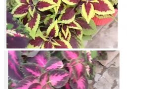 All about coleus coleuscare trending colourful beautifulleaf [upl. by Eladnwahs191]