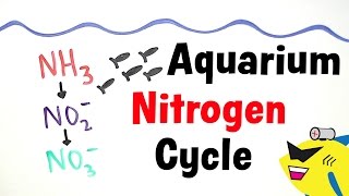 The Aquarium Nitrogen Cycle [upl. by Sofie]