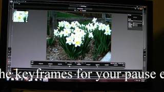 Tutorial for Avid Studio Pan and Zoom and Pause in Avid Studio [upl. by Hollister616]