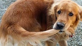 Funny Dogs Chasing Their Tails Compilation 2014 NEW [upl. by Aeriell606]