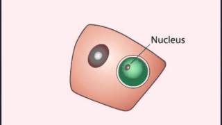 LIFE CYCLE Plasmodium Falciparum [upl. by Alitta]