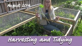 Katies Allotment  August 2014  Harvesting and Tidying [upl. by Lyrpa]