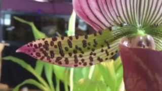 quotOrchid carequot  Phalaenopsis alternative Paphiopedilum Maudiaei Orchid quothow to bloom orchidsquot [upl. by Home]