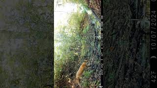 trail camera shorts wildlife trailcamactivity deer [upl. by Buckingham659]