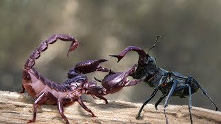 Scorpion vs Beetle Insect World Strength Battle Who Will Win [upl. by Dorran]