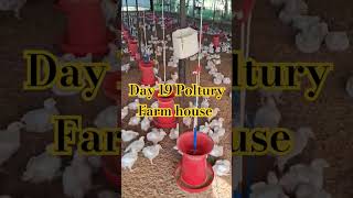 Day 19 Poltury Farm house Lover polutry poultryfarm poultary poultaryfarm chicken animal [upl. by Linker38]