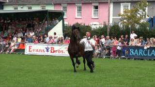 Cwmcerrig Stud Display at Aberaeron Cob Festival 2012 [upl. by Engis]