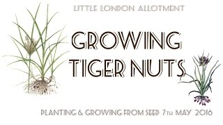 Planting Tiger Nuts  How to Grow amp Plant Chufa  Nut Grass  Yellow Nut Sedge From Seed [upl. by Robenia333]