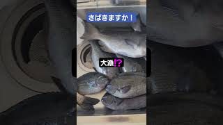 釣った魚をさばくよ。沼津市沼津釣りメジナクロダイ新鮮刺身 [upl. by Nedrah]