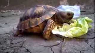 Tortuga comiendo lechuga [upl. by Carri273]