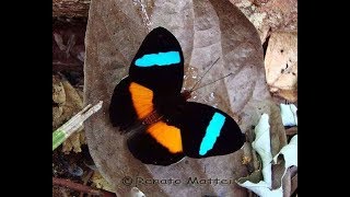 Rare butterflies of the world [upl. by Yrrum972]