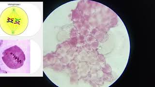 11th CLASS PRACTICAL  CELL DIVISION MEIOSIS 1 amp MEIOSIS 2  PROPHASE 5 STAGES  CBSE  GSEB bio [upl. by Ahsenak]