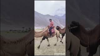 Adventure at nubra valley Double humped camel [upl. by Nysa]