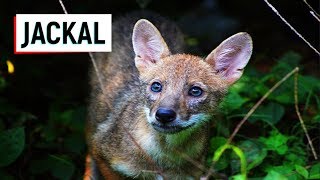 Jackal l Siyar I Jackal Facts Animal SOUND VOICE VIDEO IN DELHI ZOO [upl. by Naujid]