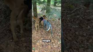 Elle vole mon chiot 😡 malinois dog [upl. by Eirena835]