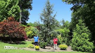 Cedrus Atlantica Fastigiata Blue Atlas Cedar Large Specimen Garden  Conifer Collector [upl. by Asseneg]