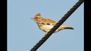 Woodlark Cavenham Heath Suffolk 19924 [upl. by Hubie708]