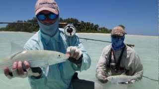 Desroches Island Seychelles Flyfishing 112012 Bonefish Barracuda [upl. by Veneaux65]