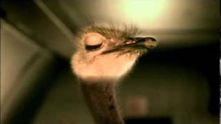 Cadbury Creates Moment of Joy with Flying Ostrich TV Commercial [upl. by Nnawtna241]