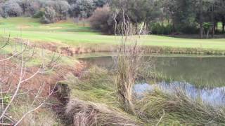 Pobblebonk Frogs at Araluen [upl. by Klockau]