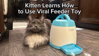 Kitten Tries Viral PETGEEK Puzzle Feeder and Masters It [upl. by Tiffie696]