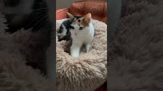 Cat ASMR [upl. by Tunk]