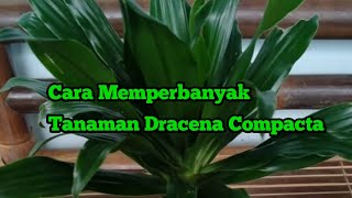 Cara Memperbanyak Tanaman Dracena Compacta [upl. by Ulland]