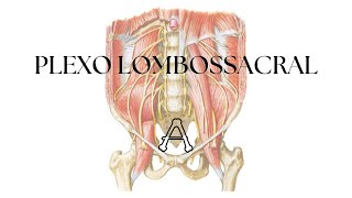 Plexo Lombossacral  Anatomia Teórica [upl. by Yreffoeg]