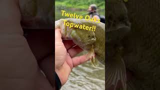 Twelve Oaks Topwater topwater twelveoaks smallmouthbass creek creekfishing [upl. by Gelhar]