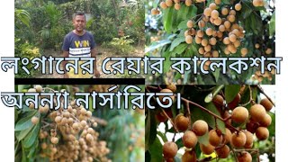 লংগান গাছ খুজছেন তাহলে অবশ্যই এই নার্সারির ভিডিওটি দেখুন longan plant [upl. by Mharba]