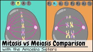 Mitosis vs Meiosis Side by Side Comparison [upl. by Stets]