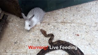 Warning Live Feeding  Snake Strikes a Rabbit [upl. by Malanie]