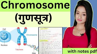 Cell biology L13Chromosomes bsc 1st year zoology knowledge adda lion batch in Hindi [upl. by Dj]