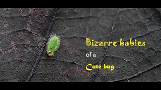 Bizarre babies of a Cute bug [upl. by Atinel29]