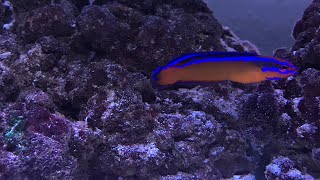 Neon Dottyback Nano reef [upl. by Kcirdnekal]