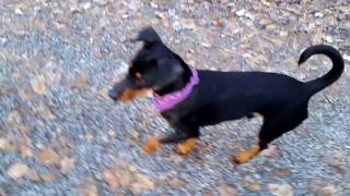 Deutscher Pinscher Buddy 6 Monate Walderlebnispfad im Guttenberger Forst Teil 3 [upl. by Jessabell]