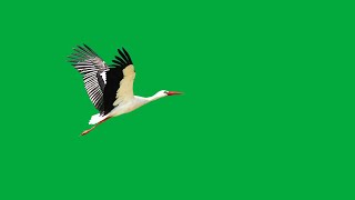 Stork green screen video  birds flying green screen hd  birds flying green screen no copyright [upl. by Rednaeel669]