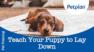 How To Teach A Puppy To Lay Down  Puppy Training Tips  Petplan [upl. by Siver526]