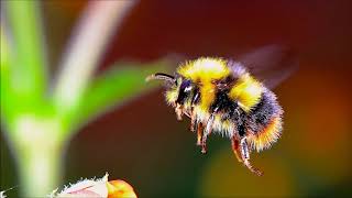 Flight Of The Bumblebee Piano  Ringtone for Android  Classical Music Ringtones [upl. by Langbehn297]