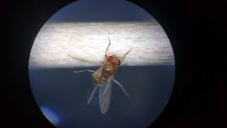 Video protocol for propagating Entomophthora muscae in living Drosophila [upl. by Ajnin]