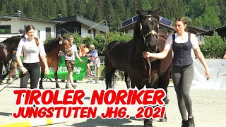 Tiroler Noriker Jungstutenschau 2024 St Johann TirolWeitau  3jährig [upl. by Witha]