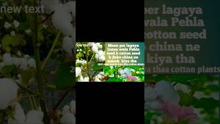 Cottonorkapas plant ampseed informationHindishorts shortsviral trendingytshort asmSavita236 [upl. by Clay]