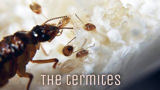 MY TERMITE COLONIES  Macrotermes sp amp Coptotermes sp  How to Keep Termite Colony  Isoptera [upl. by Valera]